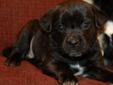 Adorable Puggle X Puppies - Ready To Go!!