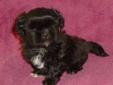 Adorable Toy Shorkie puppies******WEEKEND SPECIAL!!!