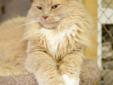 Adult Female Cat - Domestic Long Hair - buff and white: 