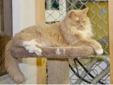 Adult Female Cat - Domestic Long Hair - buff and white: 