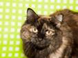 Adult Female Cat - Domestic Long Hair: 