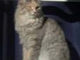 Adult Female Cat - Domestic Medium Hair-gray: 