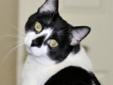 Adult Female Cat - Domestic Short Hair-black and white