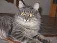 Adult Female Cat - Tabby - Grey: 