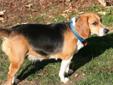 Adult Female Dog - Beagle: 