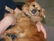 Adult Female Dog - Chihuahua Pomeranian: 