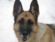 Adult Female Dog - German Shepherd Dog: 