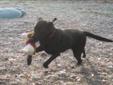 Adult Female Dog - Labrador Retriever: 
