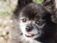 Adult Female Dog - Pomeranian: 