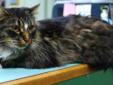 Adult Male Cat - Domestic Long Hair - brown: 