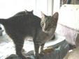 Adult Male Cat - Tabby - Brown Domestic Short Hair - brown