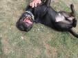 Adult Male Dog - Rottweiler Labrador Retriever: 