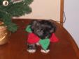 all i want for christmas is a loving home shih-tzu/poo