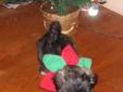 all i want for christmas is a loving home shih-tzu/poo