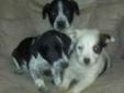 AWW!!! The most adorable Border Collie Cross Puppies !!!