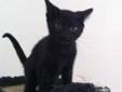 Baby Female Cat - Domestic Short Hair-black Tabby - black