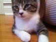 Baby Female Cat - Domestic Short Hair Tabby - Brown: 