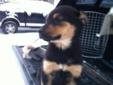 Baby Female Dog - Rottweiler Husky: 