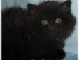 Baby Male Cat - Domestic Long Hair-black: 