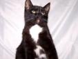 Baby Male Cat - Domestic Short Hair-black and white: 