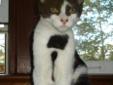Baby Male Cat - Domestic Short Hair-black and white: 