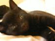 Baby Male Cat - Domestic Short Hair-black: 