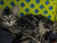 Baby Male Cat - Domestic Short Hair: 