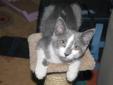 Baby Male Cat - Domestic Short Hair - gray and white