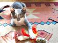 Baby Male Cat - Domestic Short Hair - gray and white