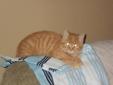 Baby Male Cat - Domestic Short Hair Tabby - Orange