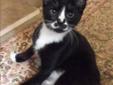 Baby Male Cat - Domestic Short Hair