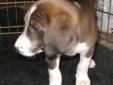 Baby Male Dog - Bluetick Coonhound Treeing Walker Coonhound