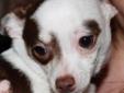 Baby Male Dog - Chihuahua: 