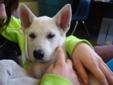 Baby Male Dog - Husky Labrador Retriever: 