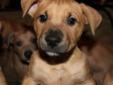 Baby Male Dog - Pit Bull Terrier Labrador Retriever: 