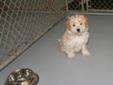 Baby Male Dog - Poodle Shih Tzu: 