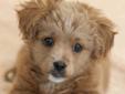 Baby Male Dog - Shih Tzu: 