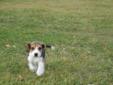 beagle female puppy for sale