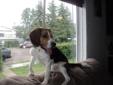 Beagle in need of good home
