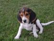 BEAGLE puppies for sale