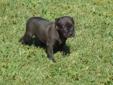 Beautiful Black Puppy !!