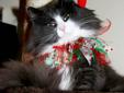Beautiful BRUCE - Young Adult Male Cat For Adoption!