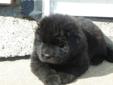 Beautiful newfoundland puppy's for sale