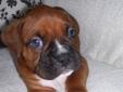 BEAUTIFUL PURE BRED BOXER PUPPIES