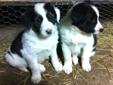Beautiful Purebred Border Collie Pups