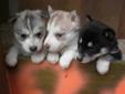 Beautiful Purebred Siberian Husky puppies available