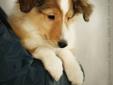 Beautiful SHELTIE Puppies FOR SALE!!!!