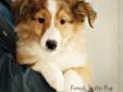 Beautiful SHELTIE Puppies FOR SALE!!!!