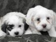 Bichon Frise X Shih Tzu Puppies