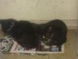 black and white kittens.